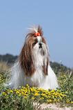 SHIH TZU 016